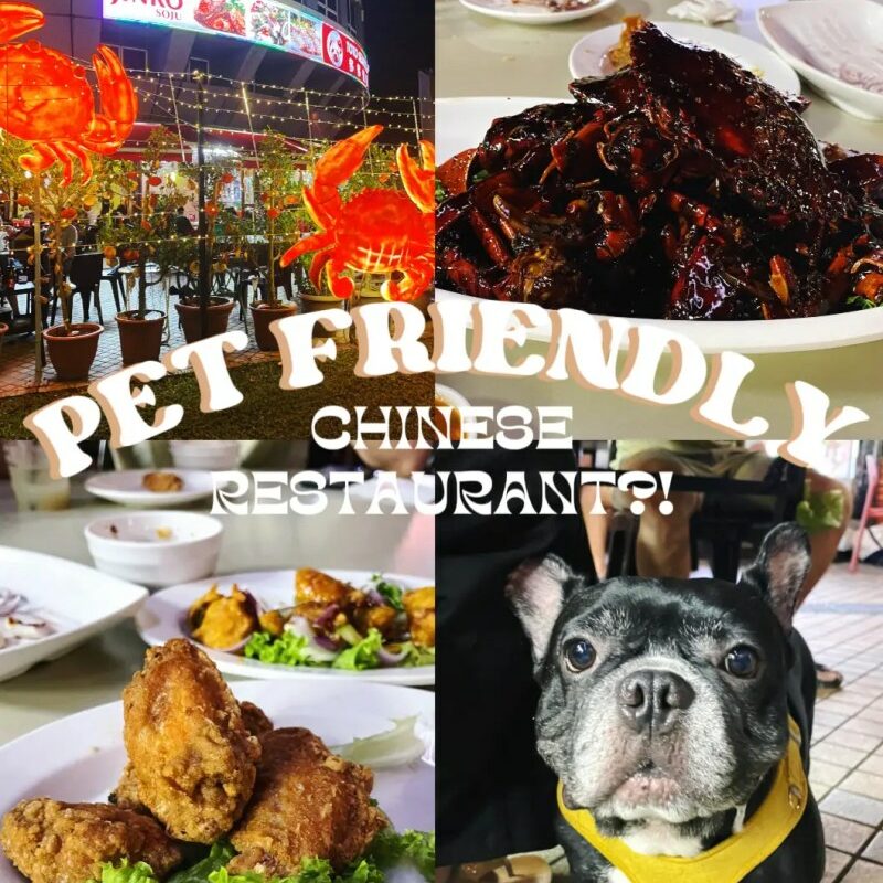 Good Dog Friendly Restaurants Near Me